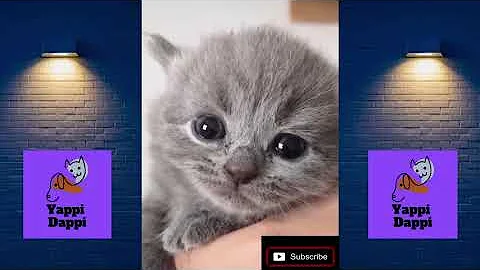 Nastya chooses a new pet