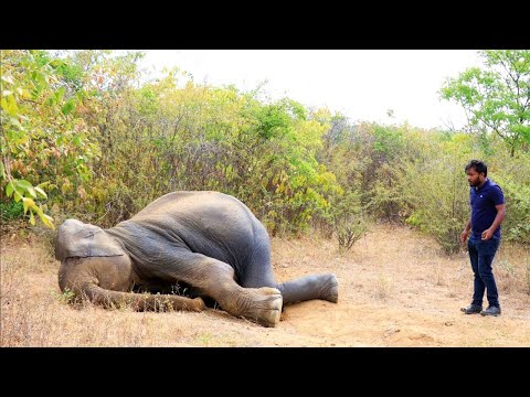 The Best of Wild Animal Rescue Compilations  Kind Humans Saving Baby elephants from hunters