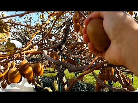 Video: Cosecha de kiwi: cuándo y cómo recoger un kiwi