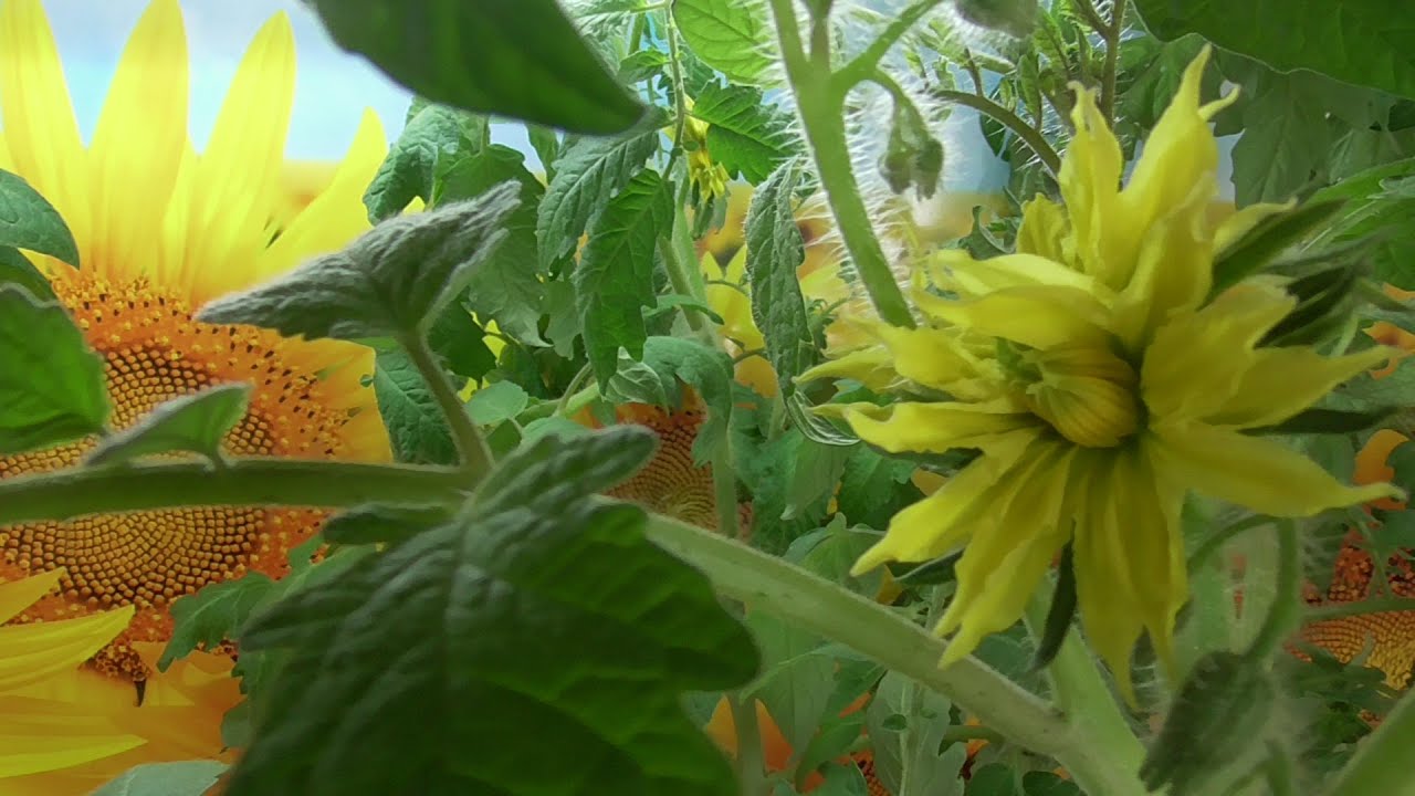 Рассада томатов для получения раннего урожая. Как не "замучать" ее и сделать толстой и здоровой?