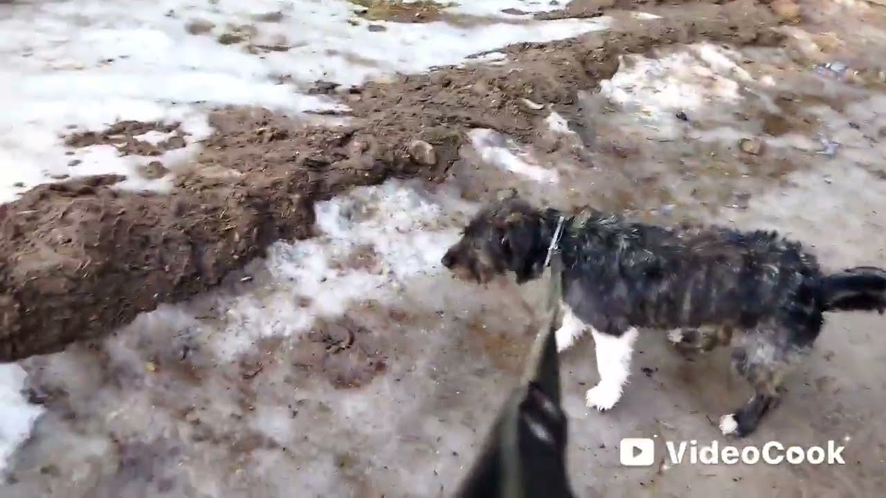 Весна, проталины и пение в лесу.Первые всходы#пучковалюдмила#жизньвбеловежскойпуще#мояжизнь 