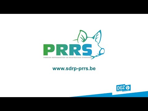 PRRS webinar: Wat moet je weten over het PRRS-virus?