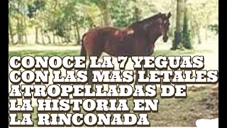 TOP 7 YEGUAS CON LAS ATROPELLADAS MAS BESTIALES EN LA HISTORIA DEL HIPISMO NACIONAL