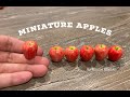 How to Make Miniature Apples with Polymer Clay