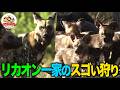 【絶滅寸前】サバンナの名ハンター・リカオン一家の狩りは統制がとれた軍隊並み!しかし巣では超子煩悩【どうぶつ奇想天外/WAKUWAKU】
