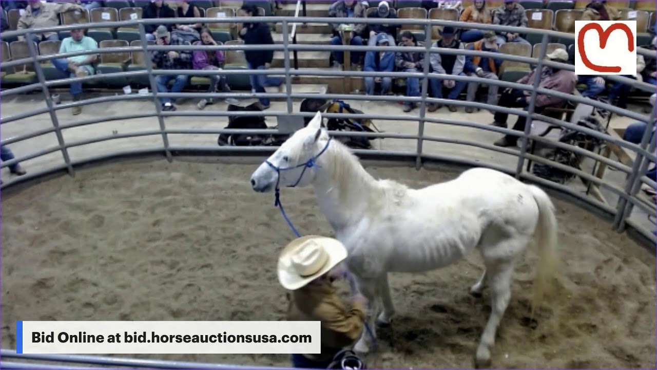 Mize Horse Sale - Mize, Mississippi