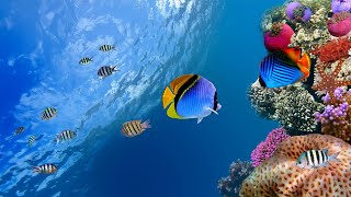 Beautiful Relaxing Music, Underwater Tropical fish, Coral reefs, Sea Turtles