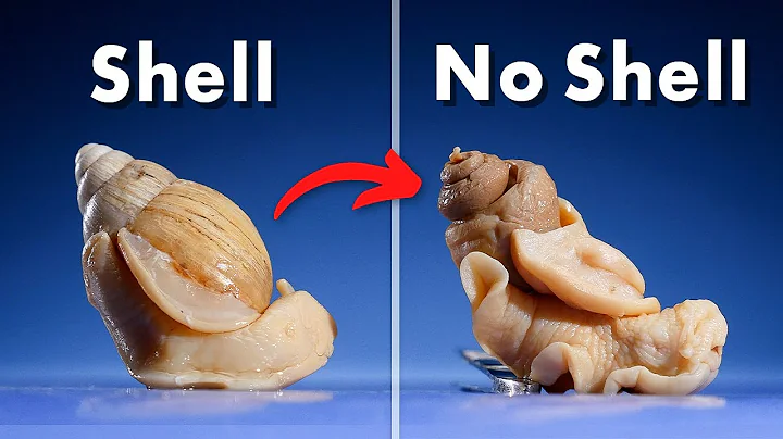 What's Inside a Snail Shell? - DayDayNews