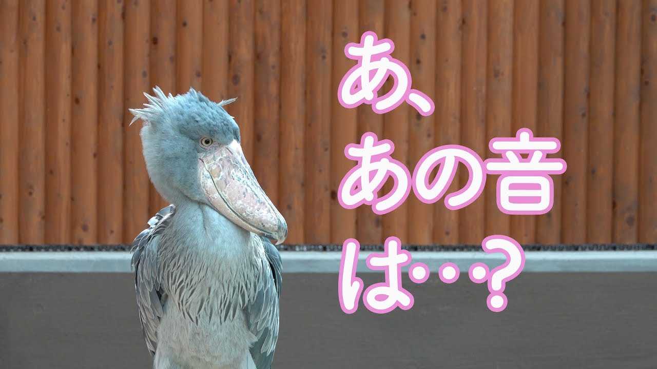 ハシビロコウのふたば 耳をすませて誰かを待つ ふたば写真集発売日 8月のふたば21 Shoebill Futaba In August 19 Youtube