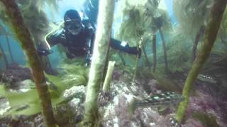 Buceo en Islas Cedros y San Benito, Baja California