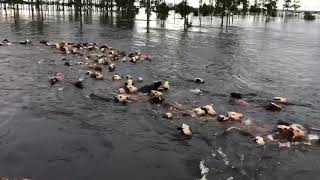 Cows dragged by a river in Argentina