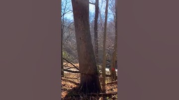 the V is for vendetta  #delphi #rickallen #abbyandlibby #flora