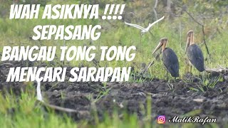 Wah Serunya  Sepasang Bangau Tong Tong Sarapan leptoptilos javanicus