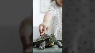 Tortoises Have a Hard Shell | Episode - 04