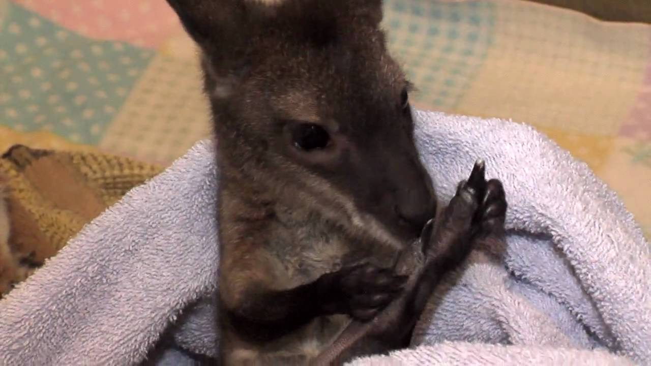New Baby WallabyCincinnati Zoo YouTube