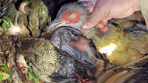 Hunting yos hav zoov tua nraj pw chaw lom zem kawg