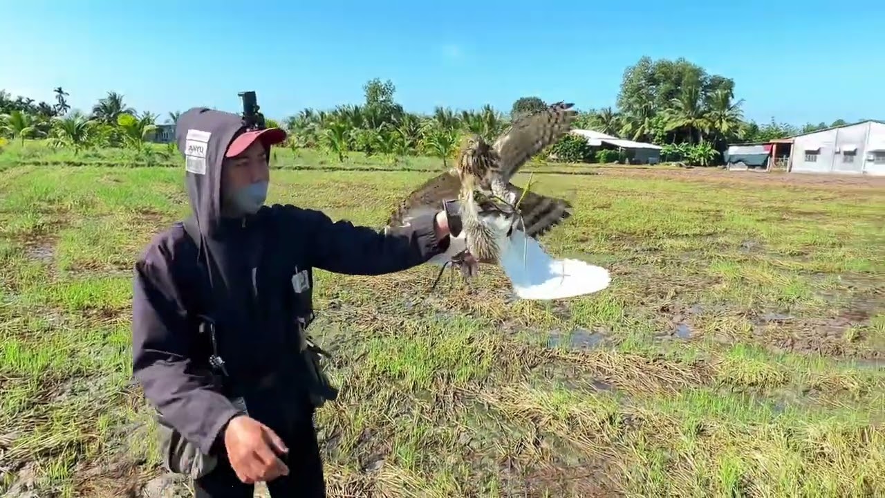 Huấn luyện ưng ấn săn cò bợ