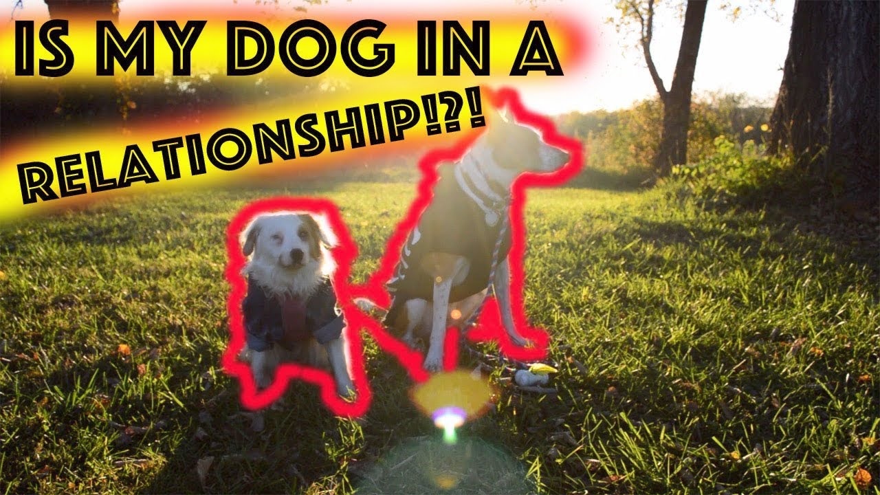 Dating ein mädchen mit einem hund