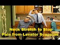 Fastest Neck Stretch to Stop Pain from Levator Scapulae