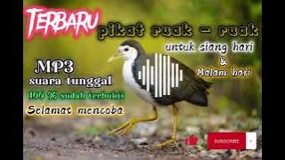 pikat mp3 burung ruak-ruak , sudah terbukti yg jauh mendekat yg dekat merapat