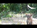 Jaguar cubs captured on camera | Iberá Wetlands | Argentina