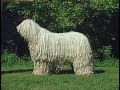Komondor Sheepdog | Dog Breed (Livestock Guardian & Herding Dog) の動画、YouTube動画。
