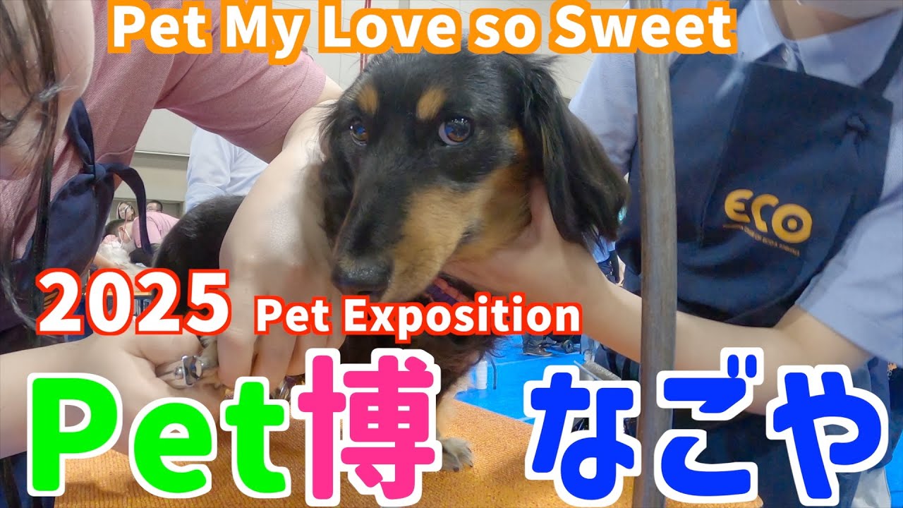 【Pet博2025 名古屋】愛犬と一緒に楽しむペットの祭典！✨Pet My Love so Sweet#Pet博2025#HAYABUSA#ゴールデンママ#名古屋ECO動物海洋専門学校#ペット博