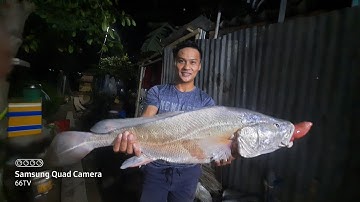 Giăng Câu Trên Sông Tiền Bắt Cá Sủ Khủng | Tái Hiện Tôn Ngộ Không Xem Mạch Qua Dây | 66TV