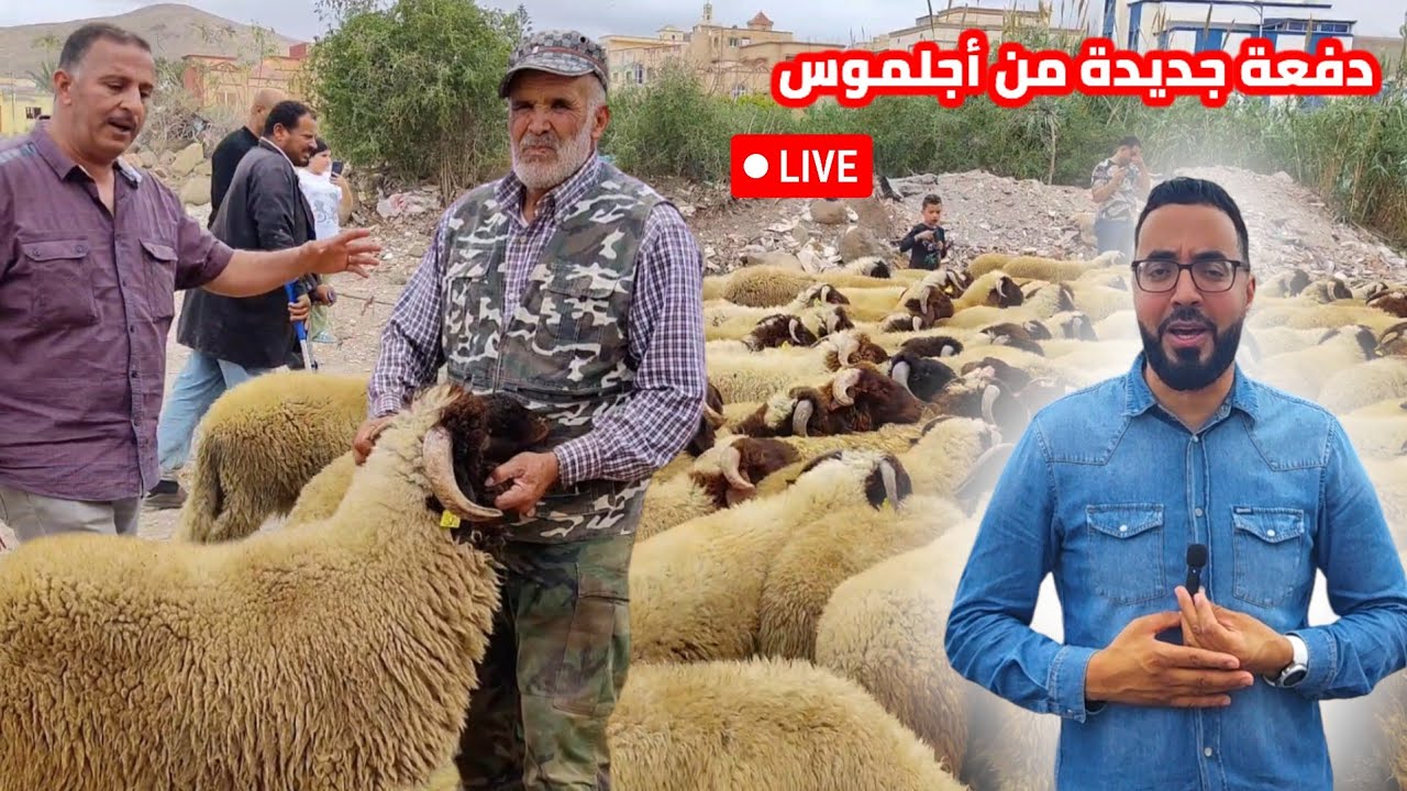 عبر المباشر : دفعة جديدة من الأضاحي من أجلموس إلى الناظور عند مـوحي و زهيـر وهذه هي الأثمنة