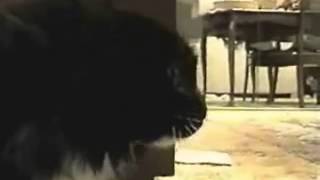 Long Johson Cat (Best One) screenshot 4