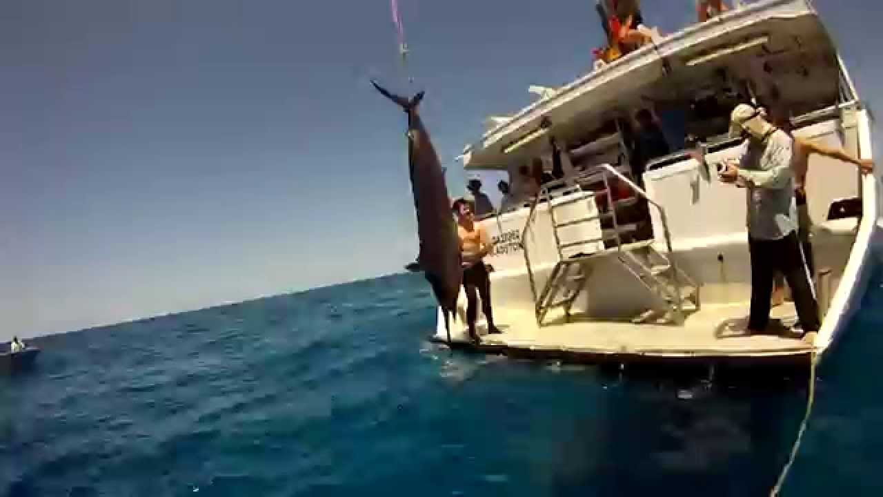 SPEARFISHING Frogdive Coral Sea Part 2 YouTube