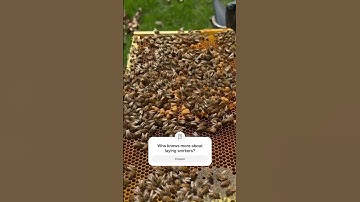 Why laying workers are a bad thing- tell me if you know more #farming #ytshorts #homestead #honey