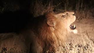 Big Male Lion Roaring At Night | Mala Mala Game Reserve