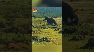 Cape Buffalo vs Bison #animals #amazingfact #amazingwildlife