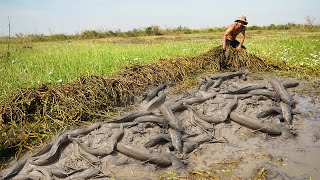 Searching Catfish in Dry Soil - Awesome Fishing in Growing Season With Mr Joy