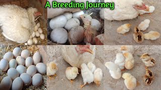 How to hatch a chicken egg at home|Chicken laying eggs and hatching|Incubate eggs|chicken breeding