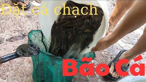Đặt lợp cá chạch lấu ll Mùa Nước Nổi Dính Bầy Cá Bự Zalo 0364117809