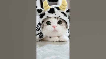 Play This To Attract Your Cat And Make It Meow Back - Works Instantly