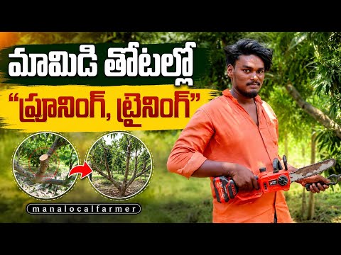 Mango Pruning Secrets | దిగుబడి పెంచే టెక్నిక్స్