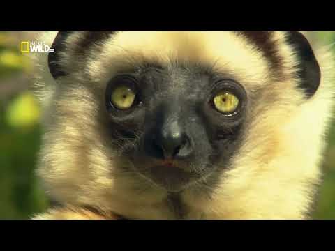 Видео: Мадагаскар -  Легенда острова лемуров
