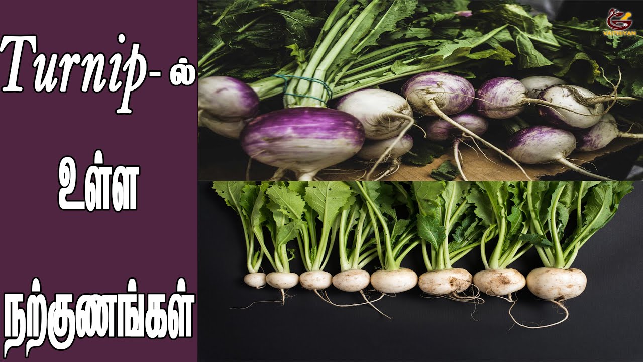 HEALTH BENEFITS OF TURNIP Vaithiyan Health வைத்தியன் YouTube