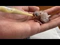 How to feed and raising a nest fall out baby bird - Saving Baby Birds