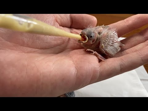 How to feed and raising a nest fall out baby bird - Saving Baby Birds