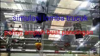 simulasi lomba trucuk tes mental trucuk lomba