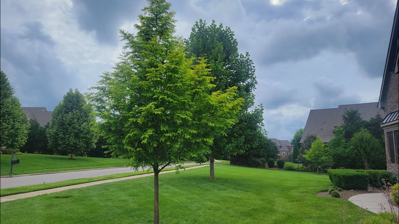 Dawn Redwood "Amber Glow" + other Deciduous Conifers