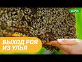 Выход роя из улья. Роение пчел. Снятие и заселение роя в улей.