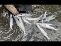 Russian River - Alaska Sockeye Salmon - June 2021