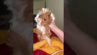 Anlamsız Bakan Çam Kozalağı Oğluşum Benim