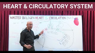 The Heart and Circulatory System🫀