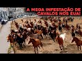 A INFESTAÇÃO DE CAVALOS QUE ESTÁ ACABANDO COM OS ESTADOS UNIDOS